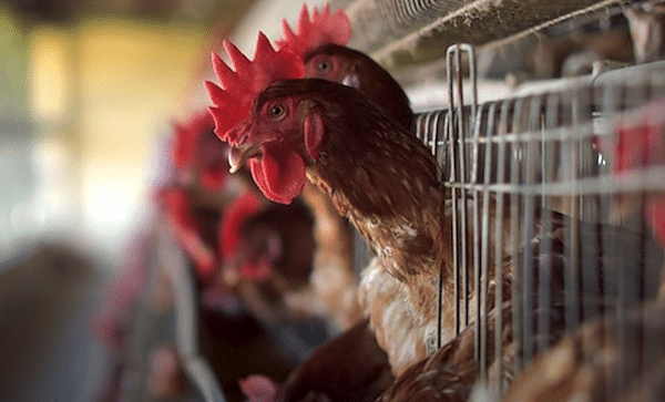 | Chickens in a factory farm Credit Rawpixel | MR Online